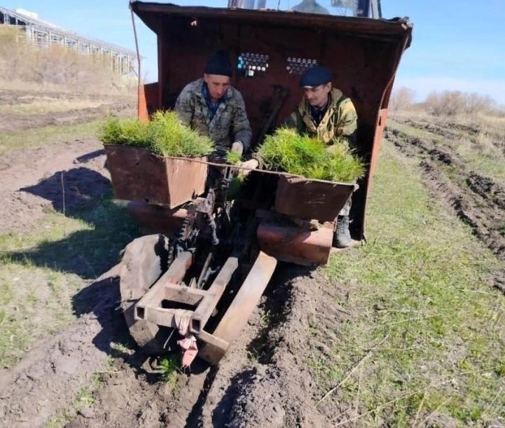 В Засвияжье начали высаживать 8 тысяч сосен.